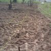 land preparation for planting during ffs